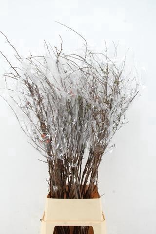 CHAENOMELES SUPERBA PINK 130CM