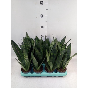 Sansevieria trifa.   ...