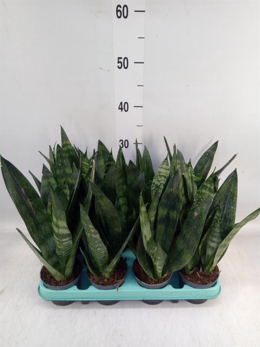 <h4>Sansevieria trifa.   ...</h4>