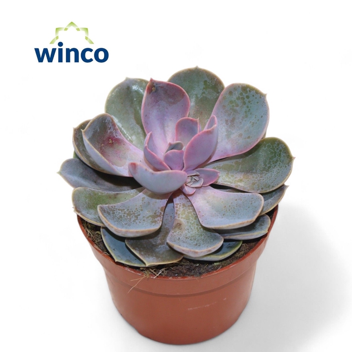 <h4>Echeveria Pearl Von Neurenberg</h4>