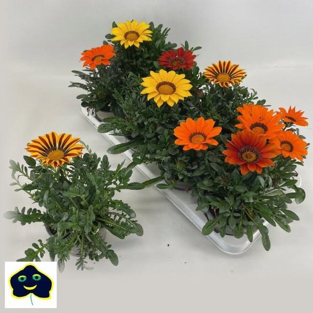 <h4>GAZ R B KIS GEM</h4>