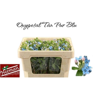 OXY CO TAN PURE BLU