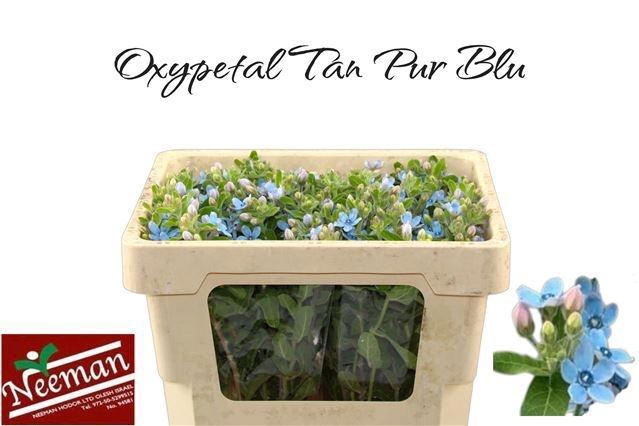 <h4>OXY CO TAN PURE BLU</h4>