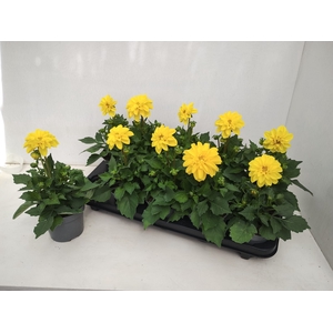 DAHL HYPNO YELLOW