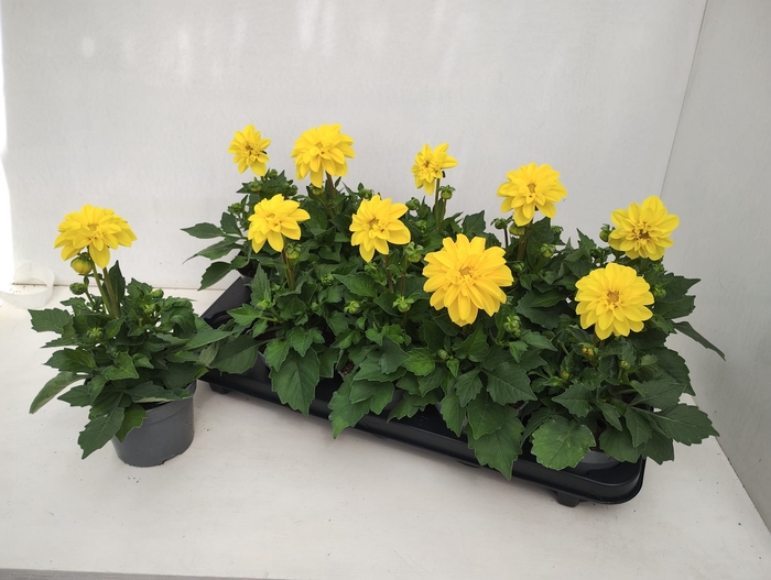 <h4>DAHL HYPNO YELLOW</h4>