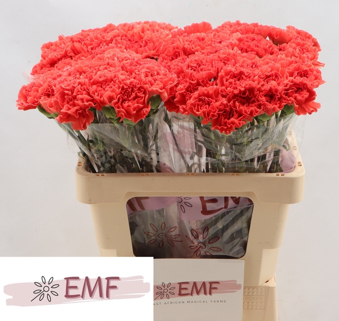 <h4>DI ST CAROLINE</h4>