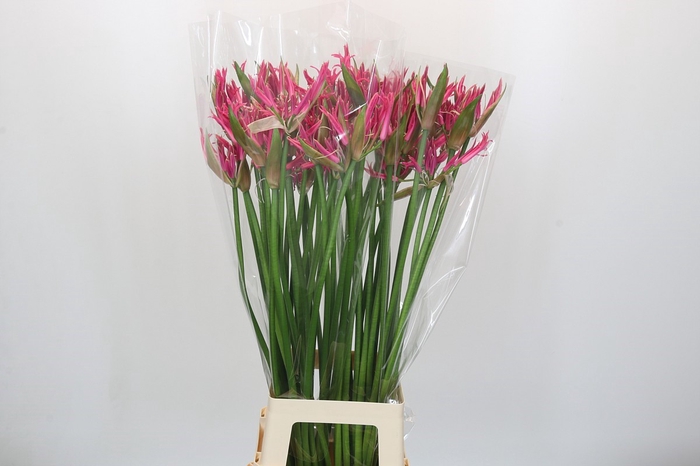 <h4>Nerine Pink Spunky</h4>