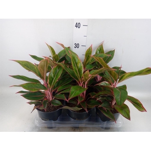 Aglaonema  'Jungle Red'