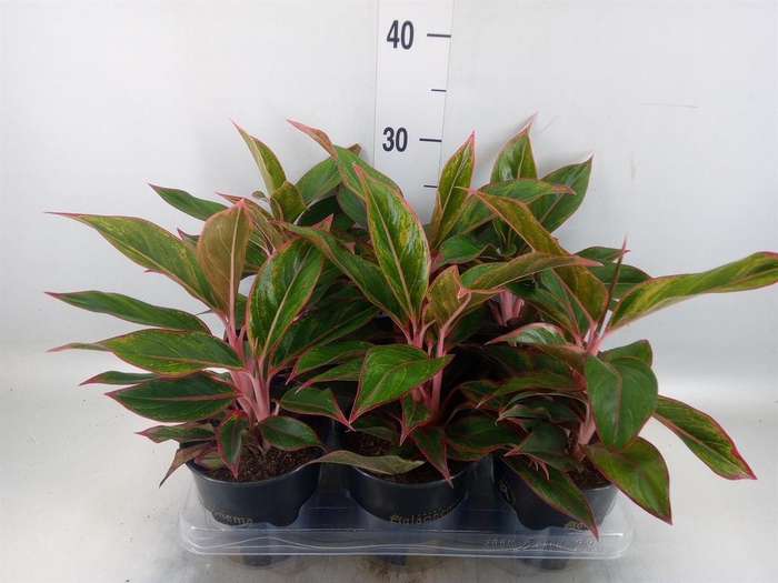 <h4>Aglaonema  'Jungle Red'</h4>