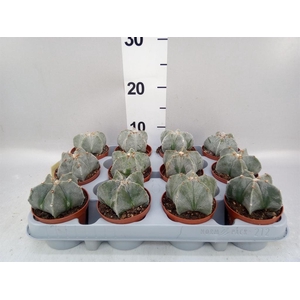 Astrophytum myriostigma