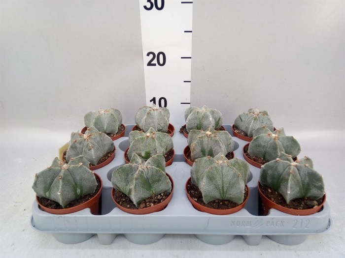 <h4>Astrophytum myriostigma</h4>