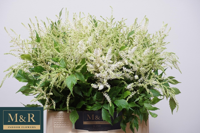 <h4>ASTIL JA WASHINGTON</h4>