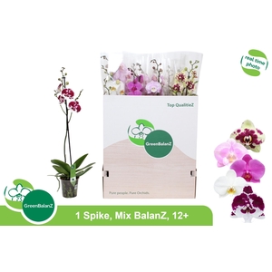 PHAL GEM