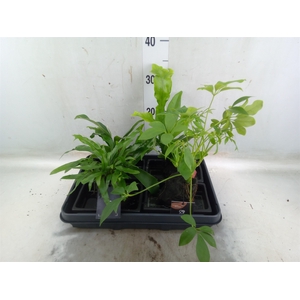 Arr.   Kamerplant Groen H%