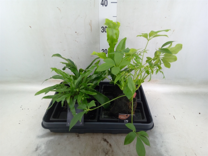 <h4>Arr.   Kamerplant Groen H%</h4>