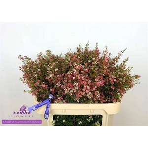 CHAME UN MY SWEET 16