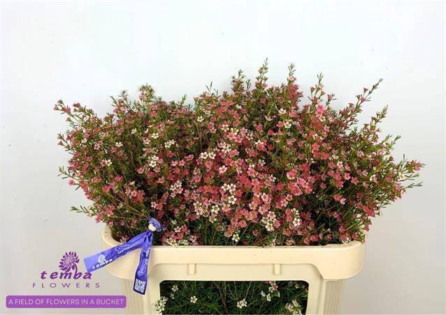 <h4>CHAME UN MY SWEET 16</h4>