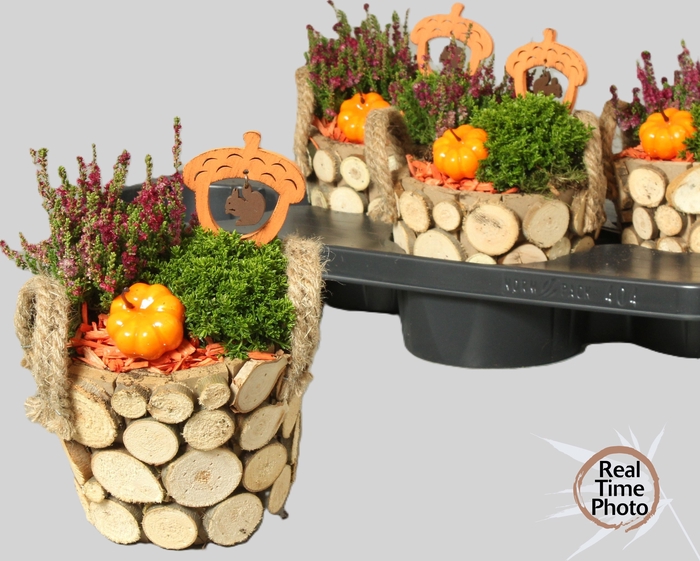 <h4>ARR TUINPLANTEN</h4>