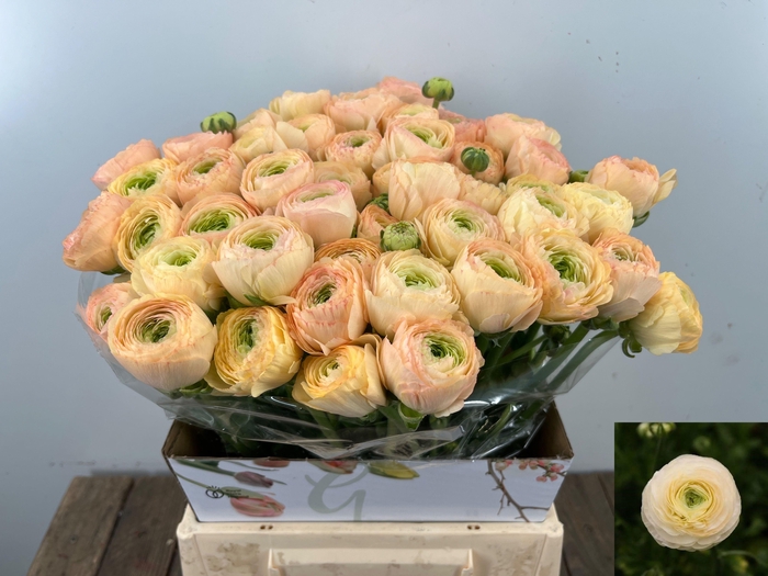 <h4>RAN SU GRAND PASTEL</h4>