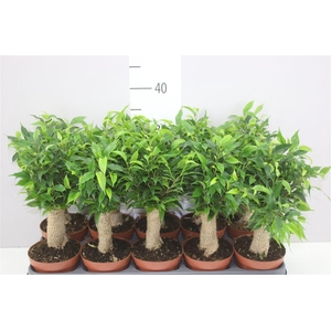 Ficus Natasja Jute Stam