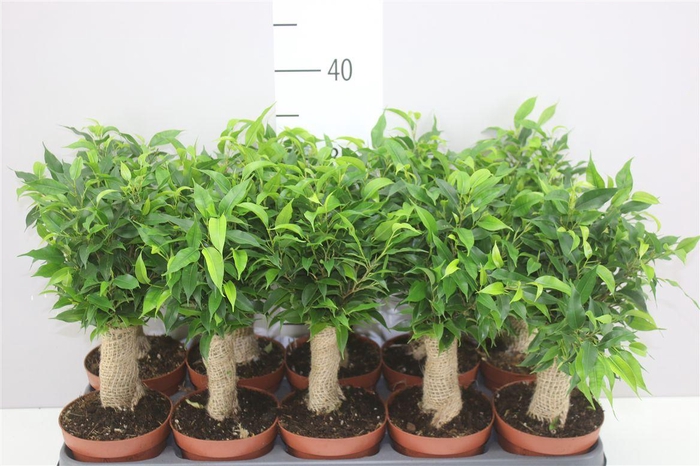 <h4>Ficus Natasja Jute Stam</h4>