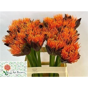 Scadoxus M King O Orange