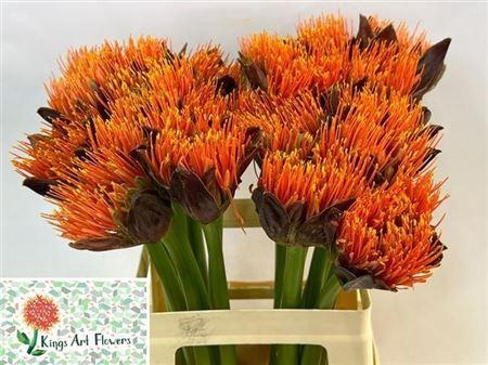 <h4>Scadoxus M King O Orange</h4>
