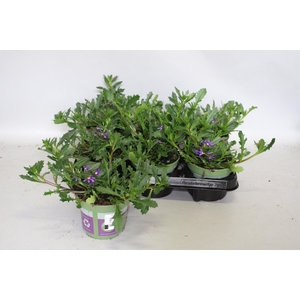 Scaevola Indigo