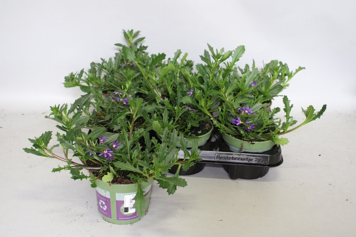 <h4>Scaevola Indigo</h4>