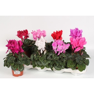 Cyclamen pers. MIDI Super Serie Macro