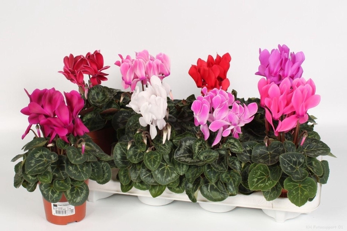 <h4>Cyclamen pers. MIDI Super Serie Macro</h4>
