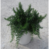 Rosmarinus officinalis 'Prostratus'