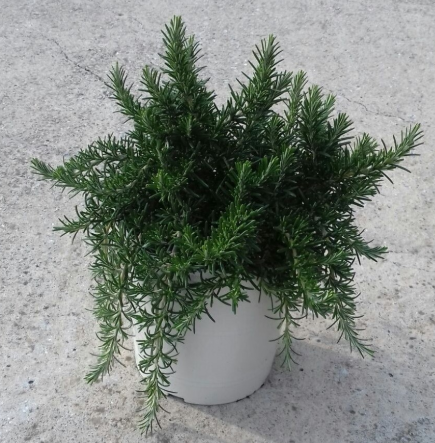 Rosmarinus officinalis 'Prostratus'