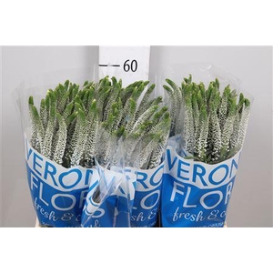 Veron Smart Caya Vertakt