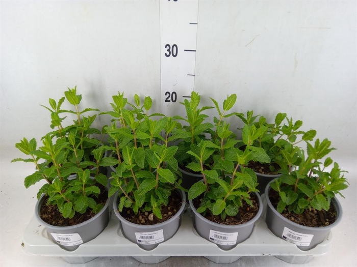 <h4>Mentha piperita</h4>