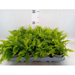 Nephrolepis exal. 'Green Moment'