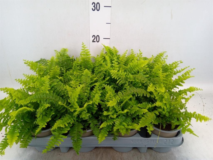 <h4>Nephrolepis exal. 'Green Moment'</h4>
