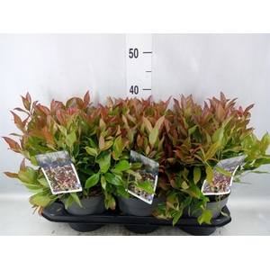 Leucothoe axillaris 'Zeblid'