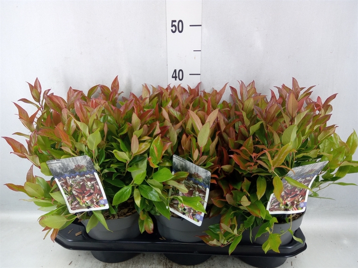 Leucothoe axillaris 'Zeblid'