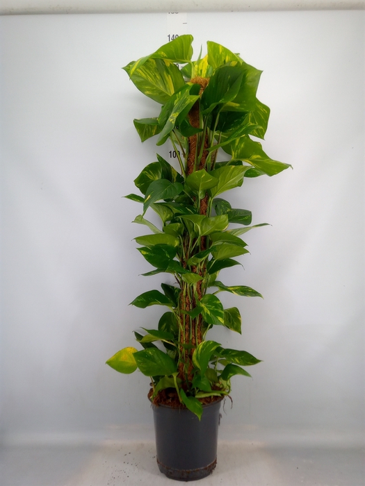 <h4>Epipremnum pinn.   ...moss stick</h4>