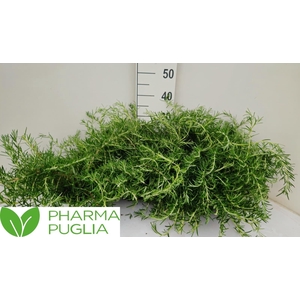 ROSMARIN OF PROSTRAT