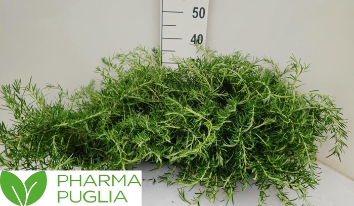 <h4>ROSMARIN OF PROSTRAT</h4>