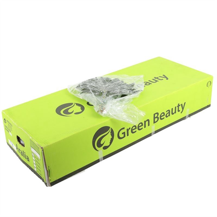 <h4>Aralia Vac Gr. Beauty Per Bos</h4>