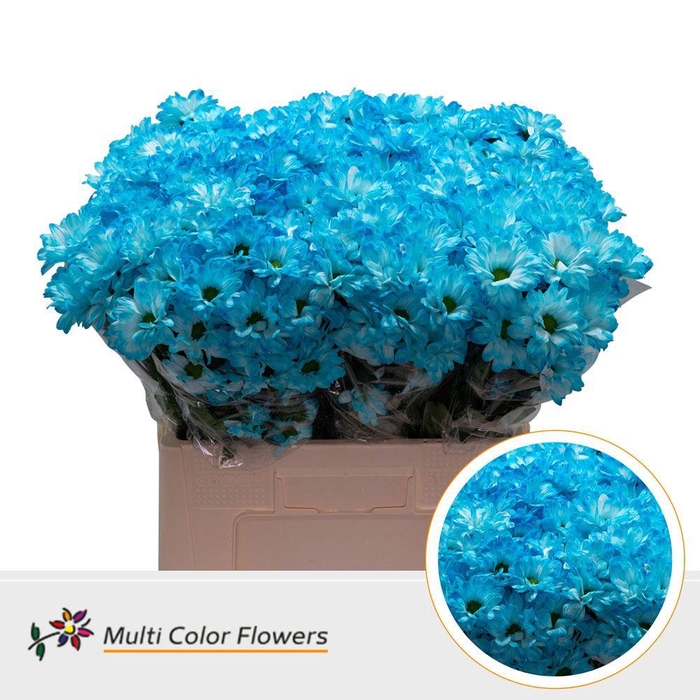 <h4>Chr. Tr 'Kennedy' DYED Blue Light</h4>