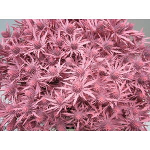 Eryn Orion Rose L50