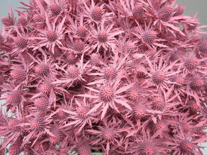 <h4>Eryn Orion Rose L50</h4>