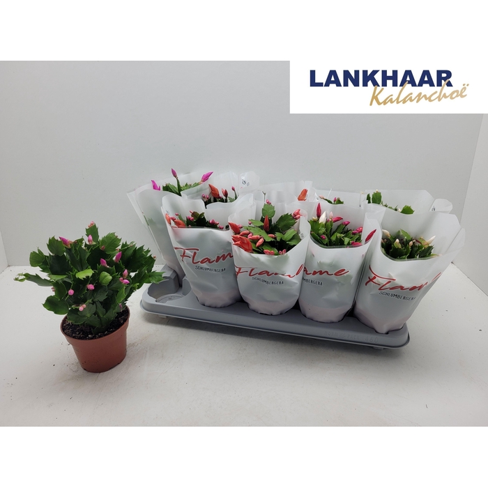 <h4>SCHLUMB FLAME GEM</h4>