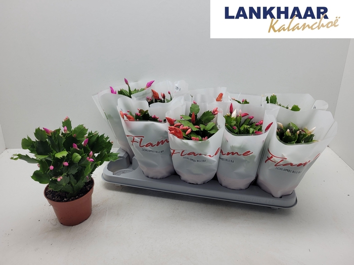 <h4>SCHLUMB FLAME GEM</h4>