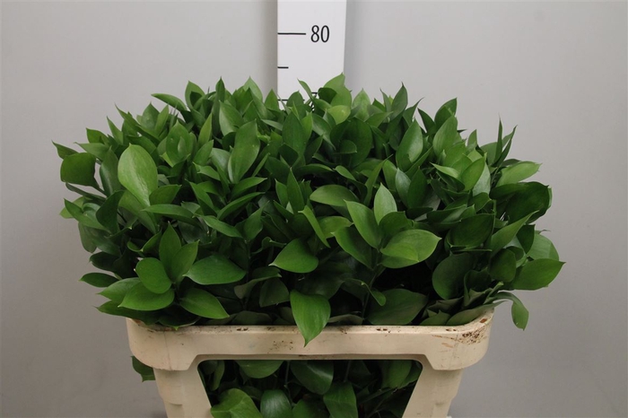 <h4>Ruscus Hypophyllum</h4>