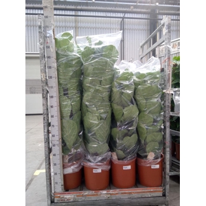 Ficus lyrata